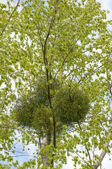 European mistletoe