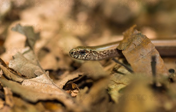 Close-up of male western blindworm (Anguis fragilis) between brown leaves on the forest floor