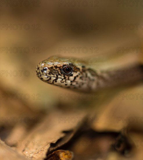 Male Western blindworm (Anguis fragilis) between brown leaves on the forest floor