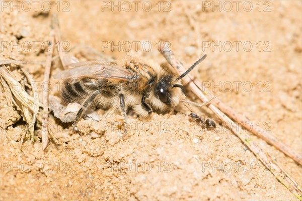 Female plasterer bee