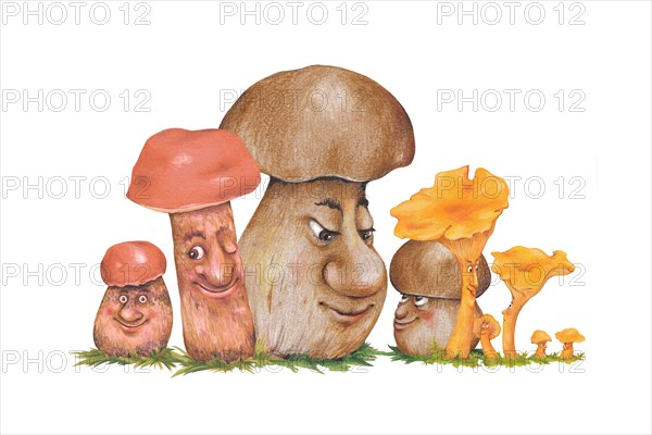 Boletus (Boletus)