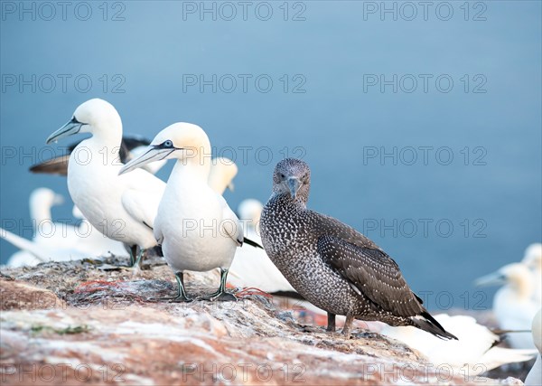 Young Northern gannet (Morus bassanus) in youth dress