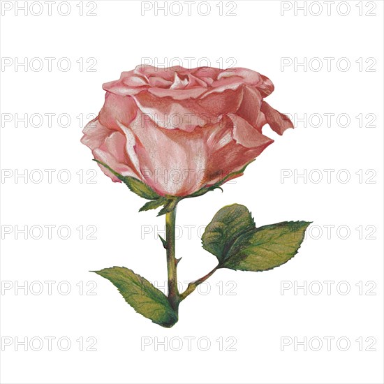 Old pink Rose (Rosa)