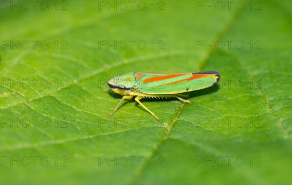 Rhododendron leafhopper (Graphocephala fennahi) sitting on sheet