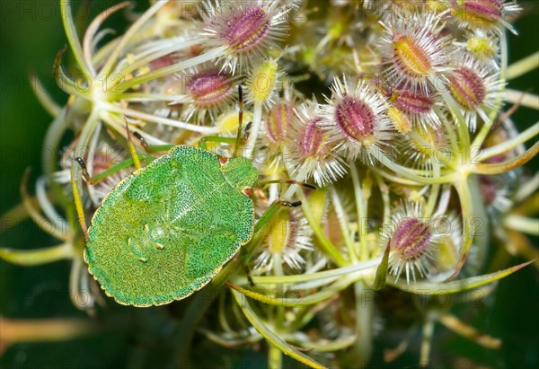 Green shield bug