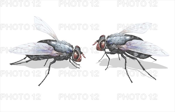 House fly (Musca domestica)