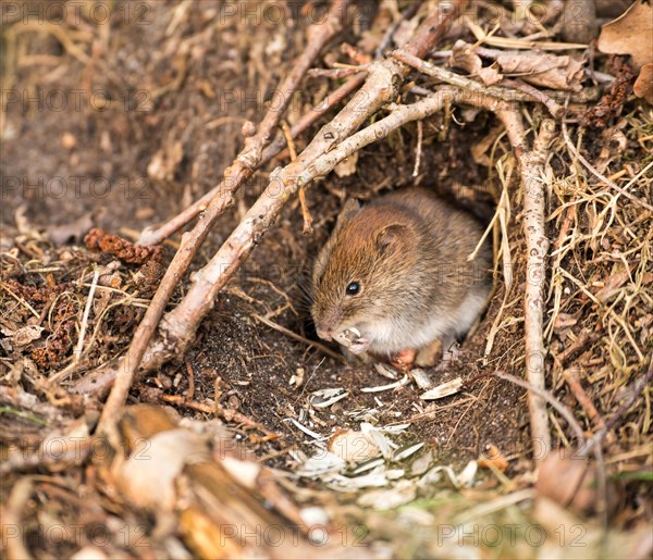 Bank vole (Clethrionomys glareolus) sits in front of mouse hole and nibbles on sunflower seeds
