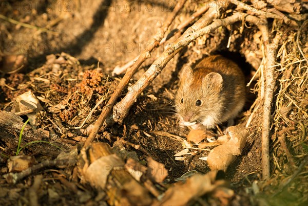 Bank vole (Clethrionomys glareolus) sits in front of her mouse hole and nibbles
