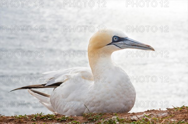 Northern gannet (Morus bassanus)