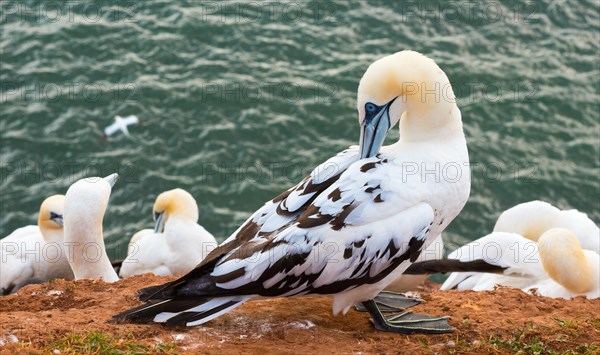 Northern gannet (Morus bassanus)