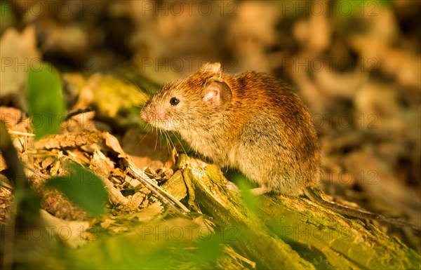 Bank vole (Myodes glareolus) sits on forest ground