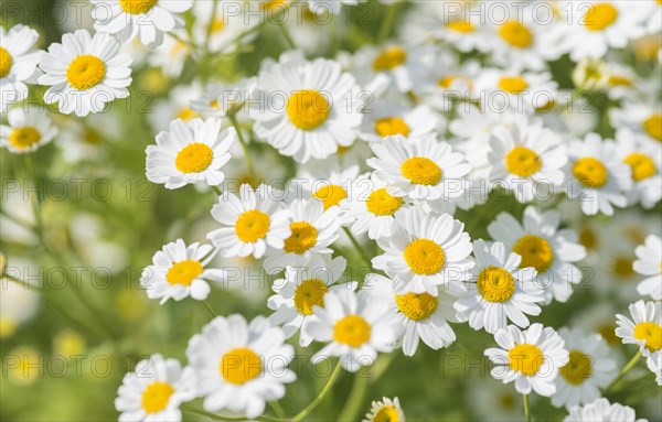 Feverfew