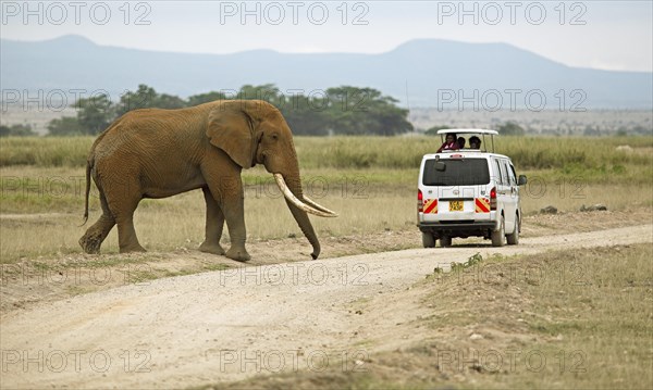 African Elephant (Loxodonta africana) crossing a road