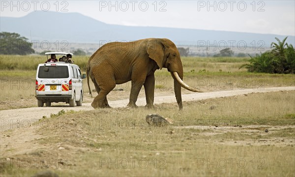 African Elephant (Loxodonta africana)