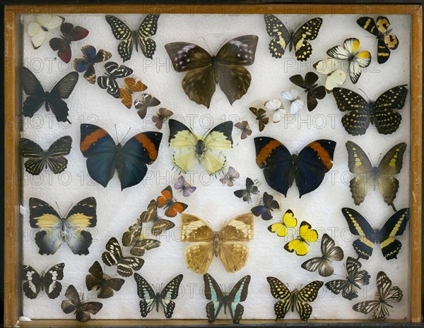 Various tropical butterflies in display case