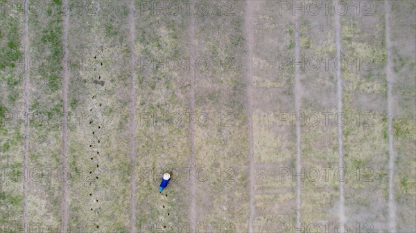 Farmer planting flooded rice fields near Hoi An