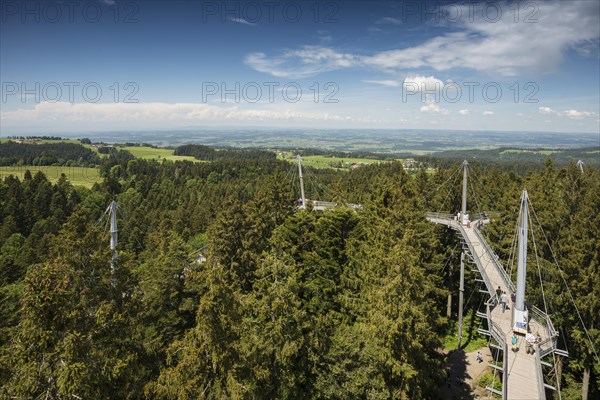 Tree top path