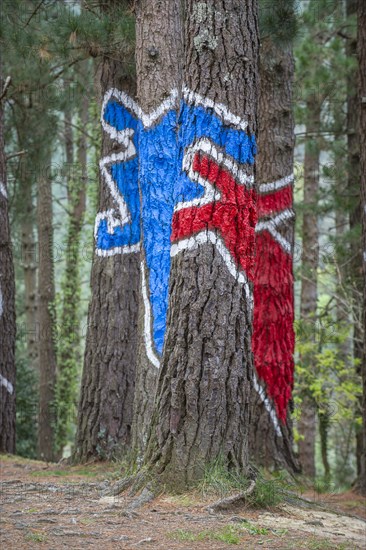 Painted tree trunks