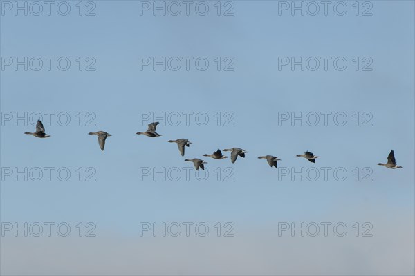 Pink-footed geese (Anser brachyrhynchus) in flight