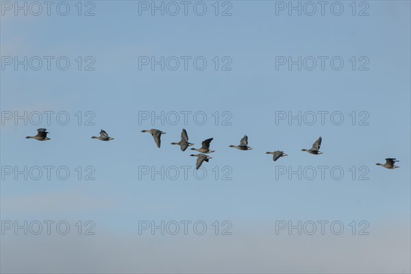 Pink-footed geese (Anser brachyrhynchus) in flight