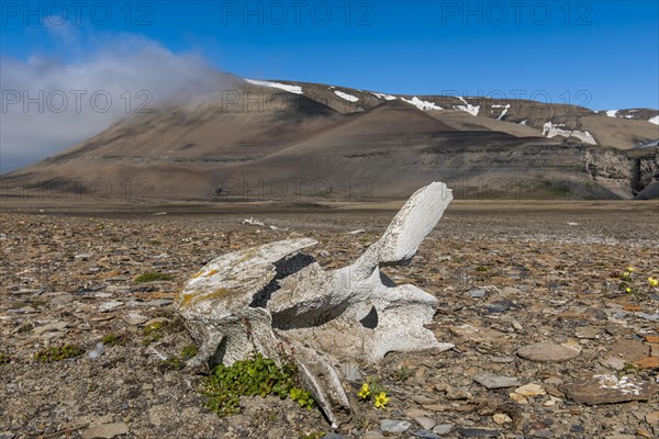 Coastline with whale bones at Diskobukta