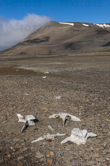 Coastline with whale bones at Diskobukta