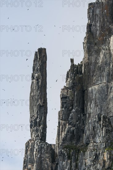 Bird cliff Alkefjellet