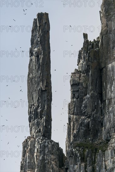 Bird cliff Alkefjellet