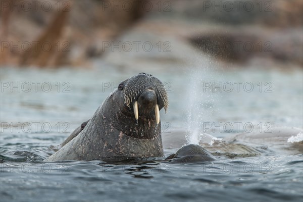 Walrus (Odobenus rosmarus) in the water