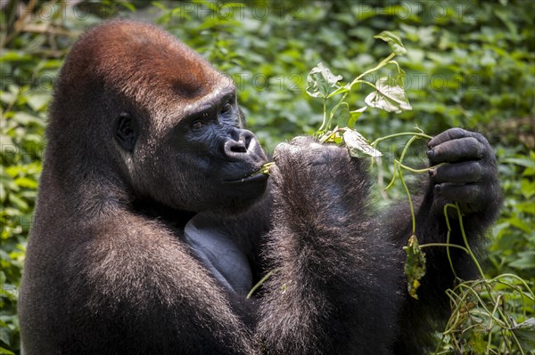 Western lowland gorilla (Gorilla gorilla gorilla)