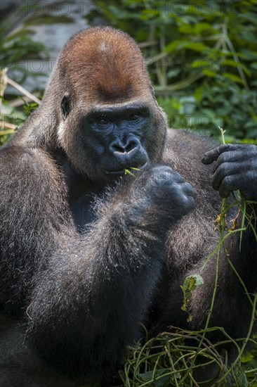 Western lowland gorilla (Gorilla gorilla gorilla)