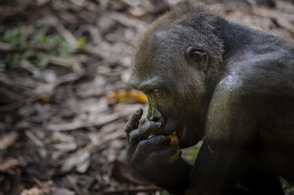 Western Lowland Gorilla (Gorilla gorilla gorilla)