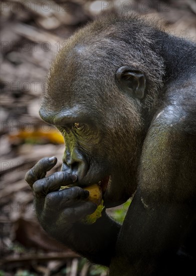 Western Lowland Gorilla (Gorilla gorilla gorilla)