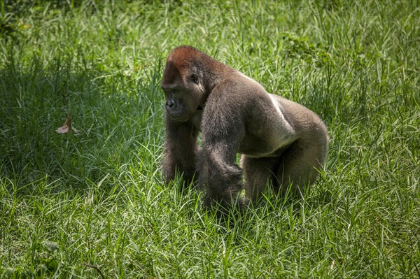 Western lowland gorilla (Gorilla gorilla gorilla)