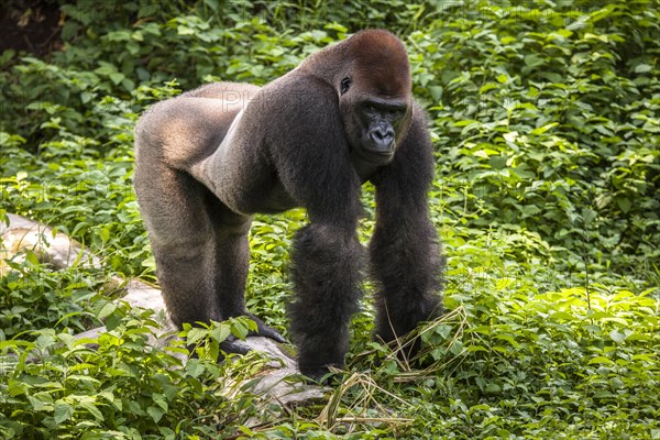 Western lowland gorilla (Gorilla gorilla gorilla)