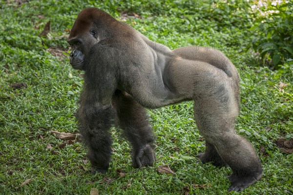 Western lowland gorilla (Gorilla gorilla gorilla)