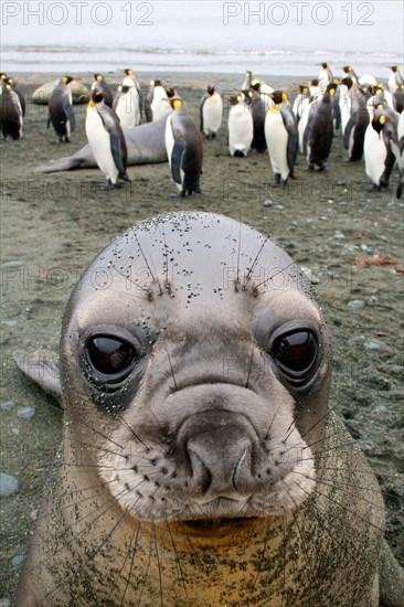 Elephant Seal (Mirounga)