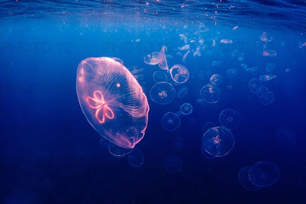 Swarm of Common jellyfishes (Aurelia aurita)