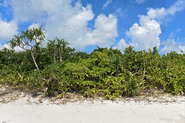 Green vegetation at Kondoi beach