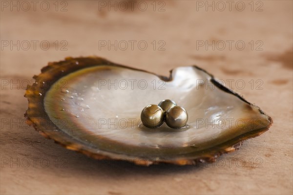 Pearls on oyster shell