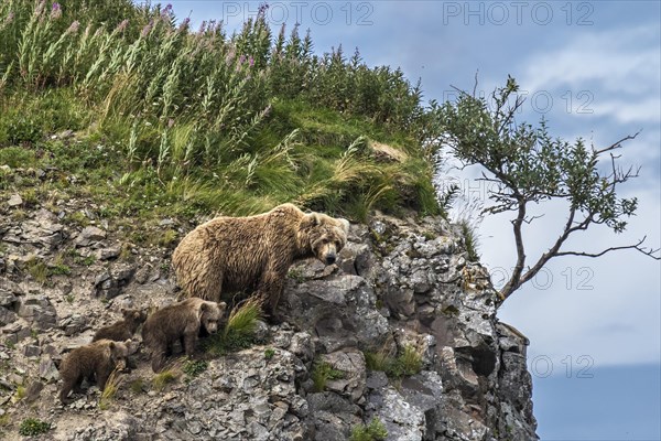 Brown bears (Ursus arctos)