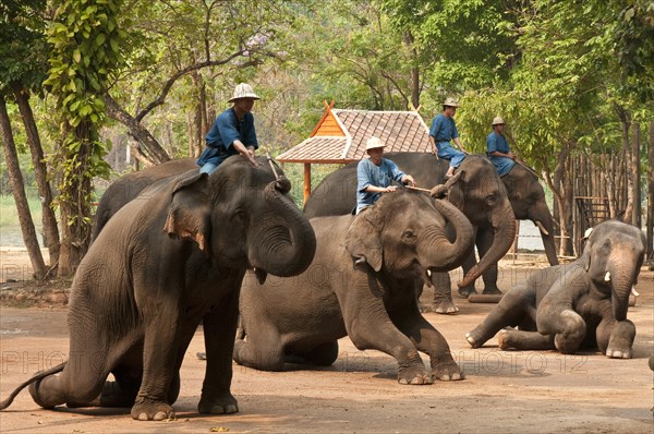 Mahout on working elephants