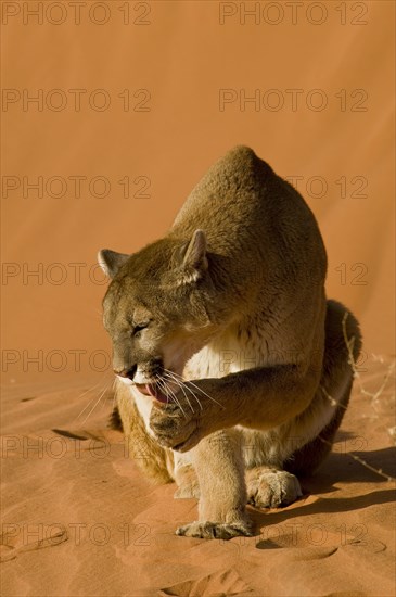 Mountain Lion (Puma concolor)