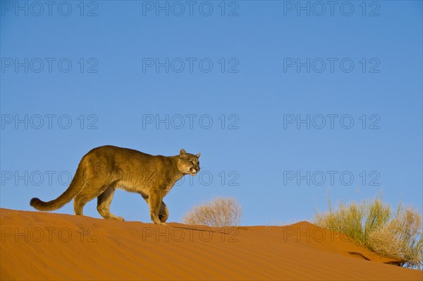 Mountain Lion (Puma concolor)