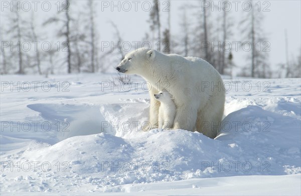 Polar Bears (ursus maritimus)