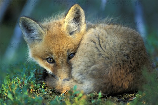 Young red fox (Vulpes vulpes) huddled on ground