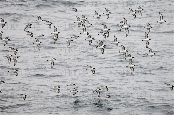 Cape Petrels (Daption capense) flying over the Sea