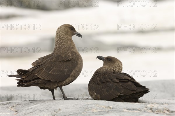 Pair of South Polar Skuas (Stercorarius maccormicki)