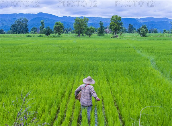 Burmese farmer working at a rice field