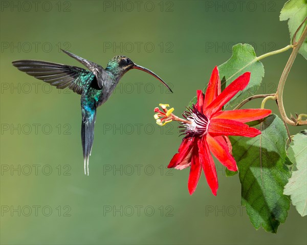 Green Hermit (Phaethornis guy)